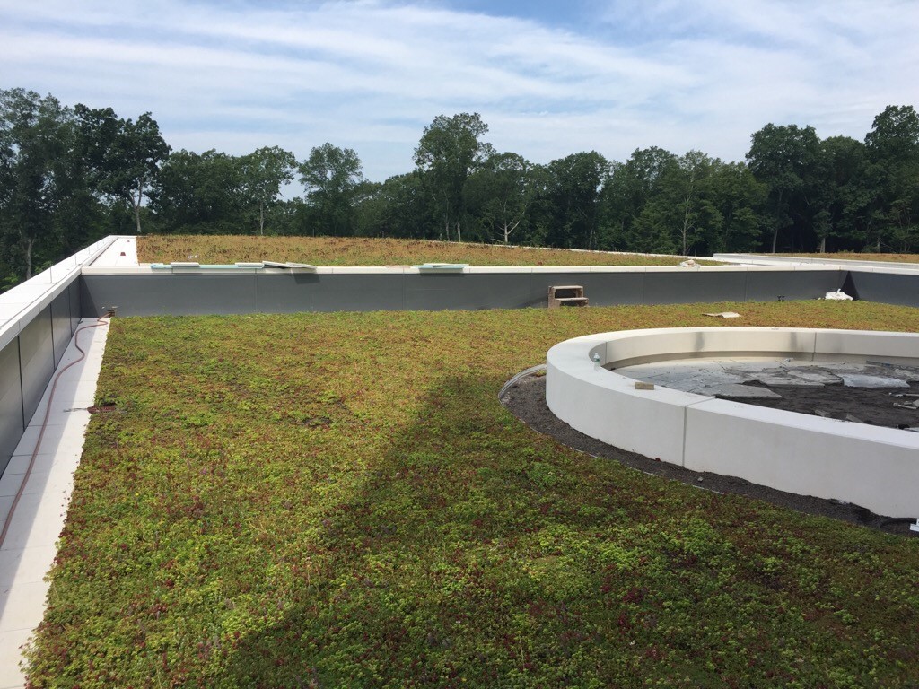 One of two green roofs extending from the new Innovation Partnership Building, overlooking the Hillside Environmental Education Park